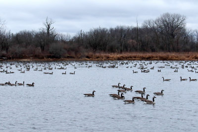 Gathering of the Geese
