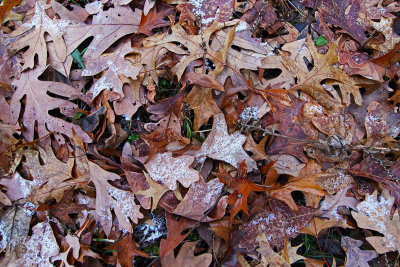 Frosted Oak