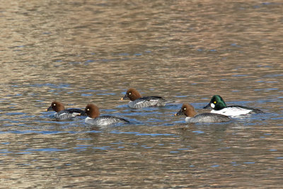 Following the Females