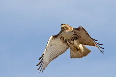Flight of a Hawk