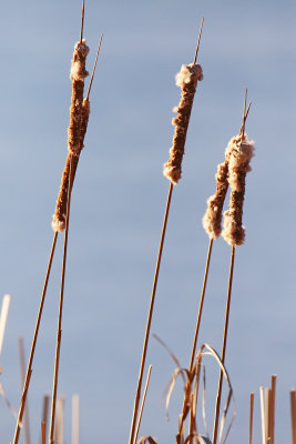 Couple of Cattails