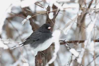 Snowbird in the Snow