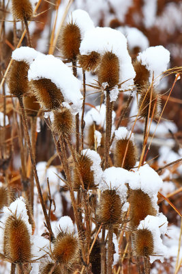 Seeds and Snow