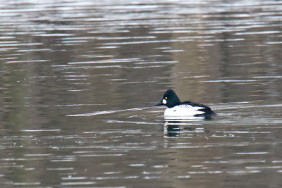 Winter Duck