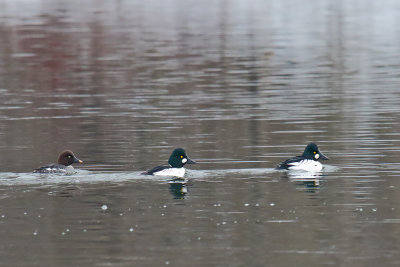 Goldeneyes Going By