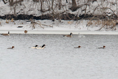 Mergansers on the Move
