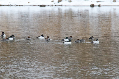 Winter Ducks