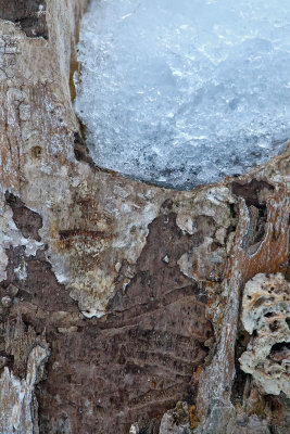 Wood and Ice