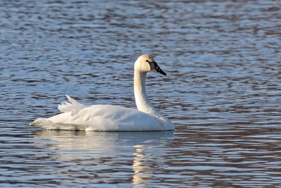 Stately Swan