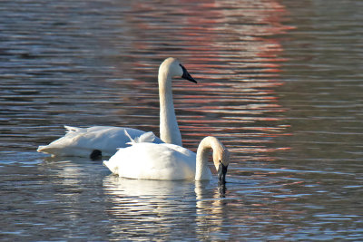 Winter Swans