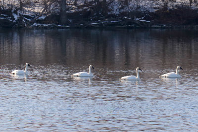 Cold Swim