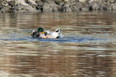 Mallard Melee