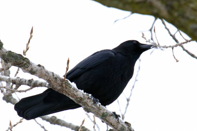Crow and Snow