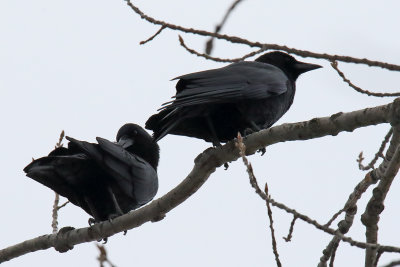 Blackbirds on a Branch