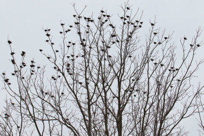 Sorting Out the Starlings