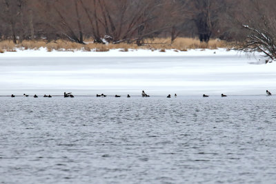 Goldeneye Gathering