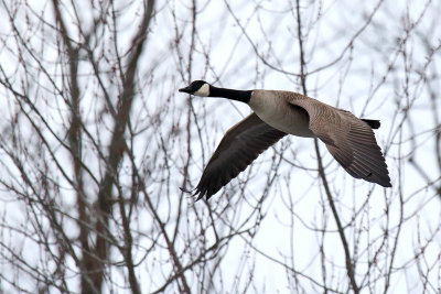 Goose on the Fox