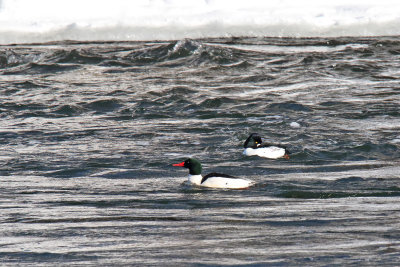 Ducks from the North