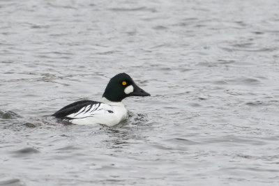 Winter Waterfowl