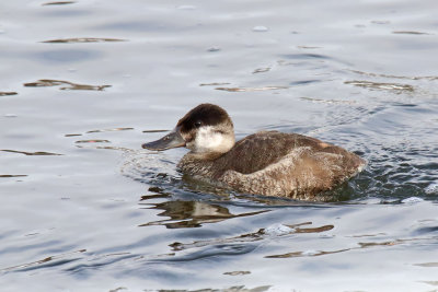 Small Duck on the River