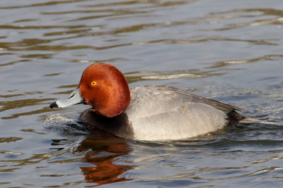 Western Migrant