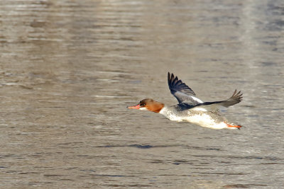 Merganser on the Move