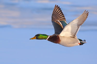 Flying Over Frozen