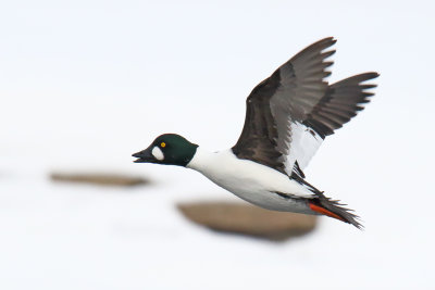 Flight in the Cold