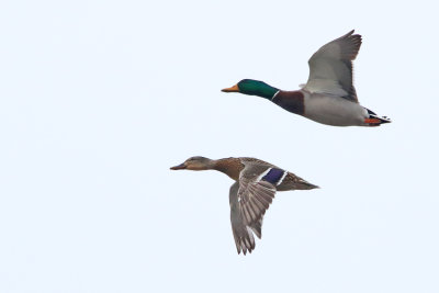 Mallard Cuple