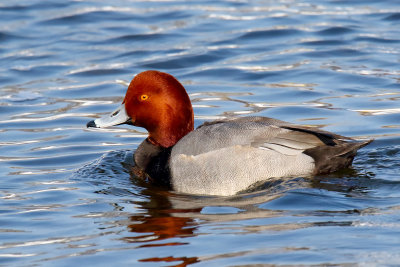 Colorful Duck