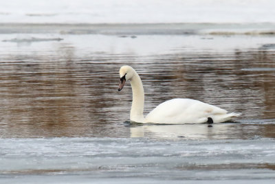 Cold Swan