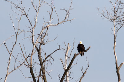 Lone Eagle