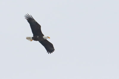 Eagle Over the Fox