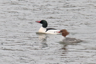 Merganser Meetup