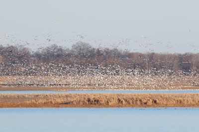 Geese on the Go