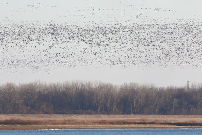 A Few Geese