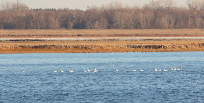 Serene Swans