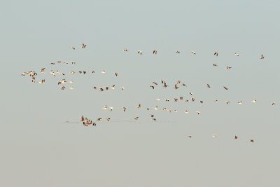 Mixed Geese