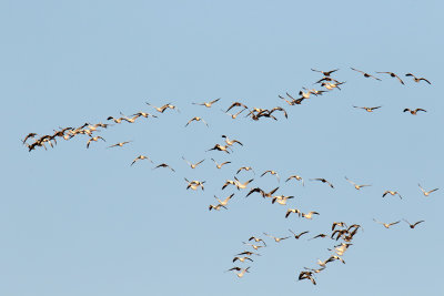 Geese on the Way