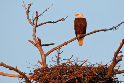 Eagle at Sunset