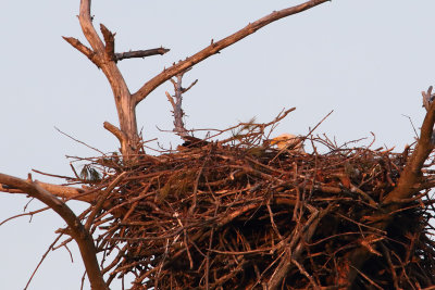 Occupied Nest