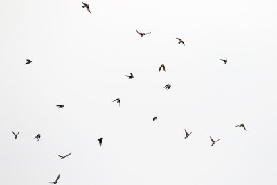 Swirling Swallows