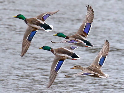 Mallards on the Move