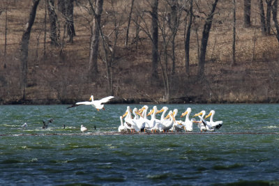 Pelican Party