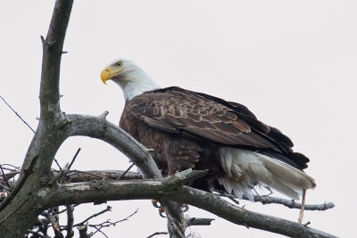 Near the Nest