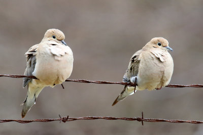 Birds on Barbed Wire