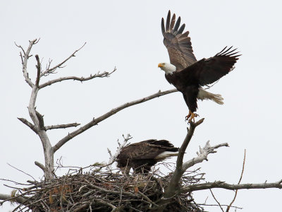 Eat and Fly