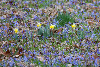 Yellow in a Sea of Blue