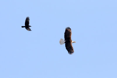 Chased by a Crow