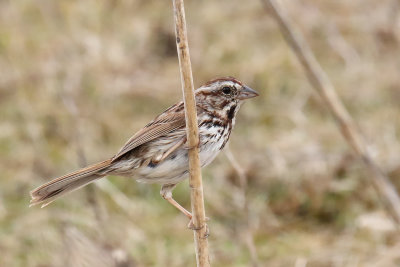 Spring Sparrow